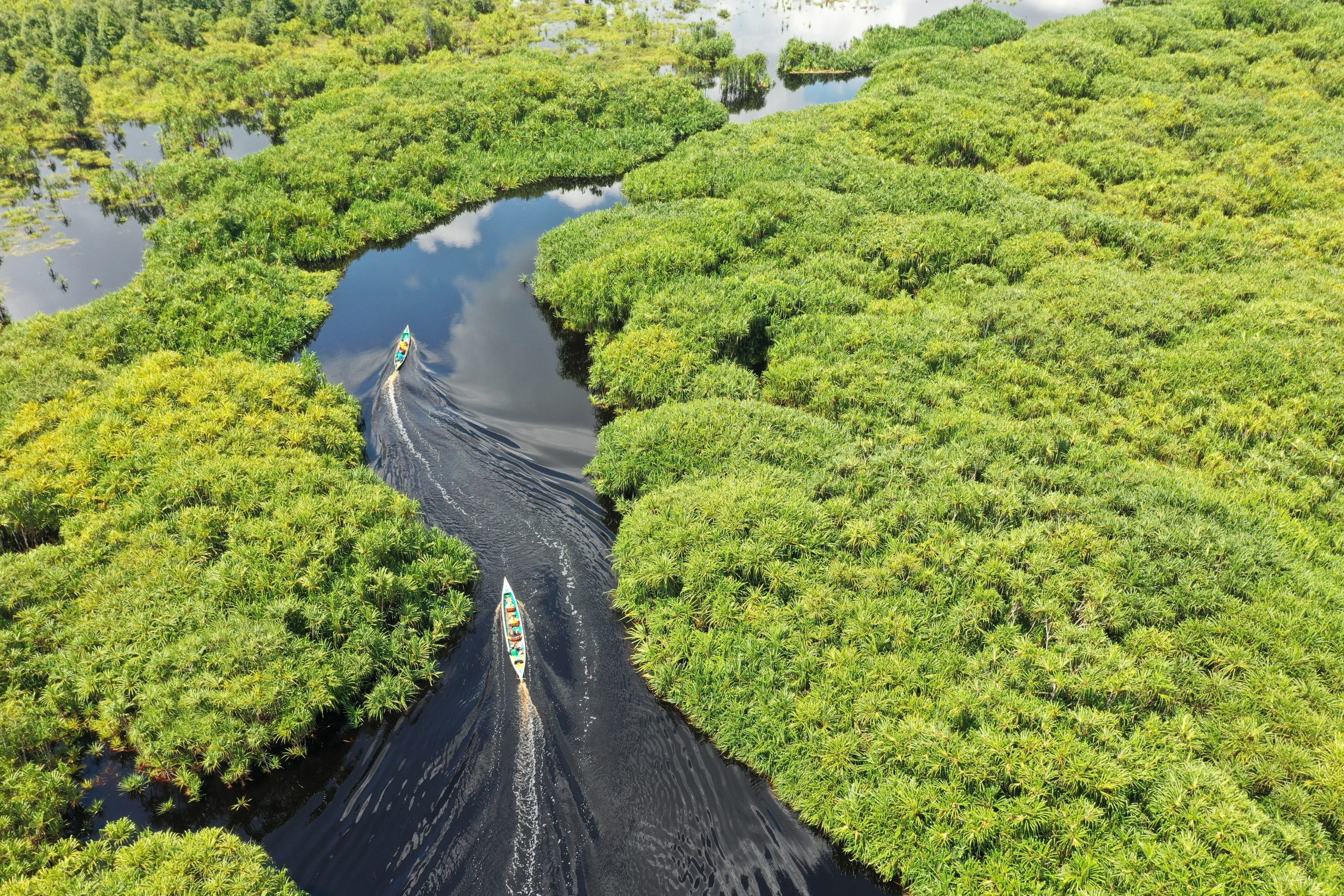 The ecosystem-company